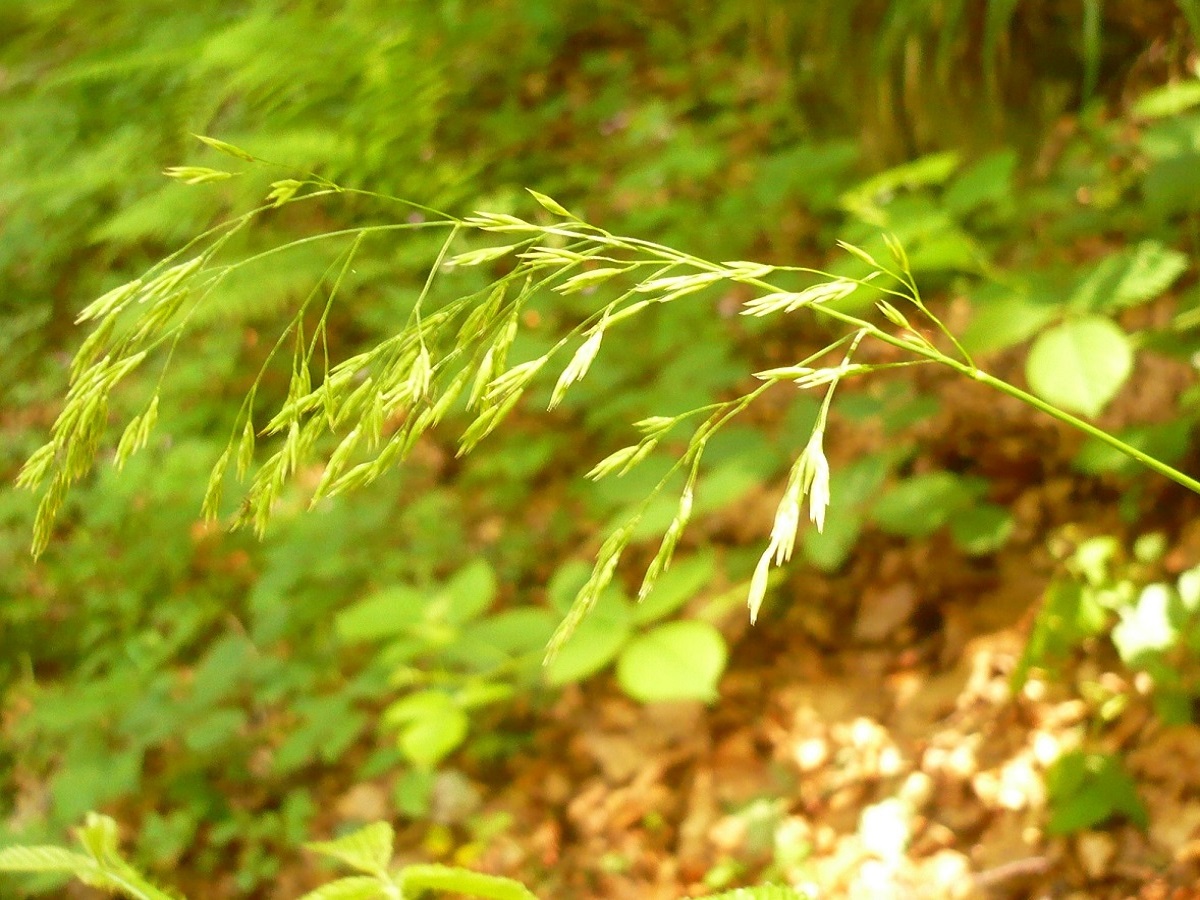 Drymochloa sylvatica (Poaceae)